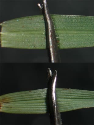 Мятлик и райграс