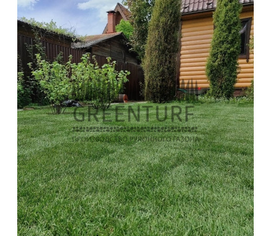 Озеленение территории в Домодедовском районе д. Сонино - фото - 9