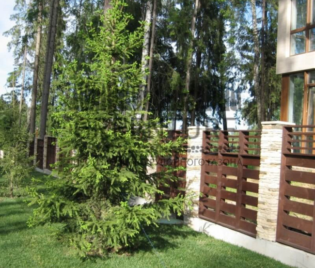 Озеленение коттеджного поселка “La Promenade” - фото - 4