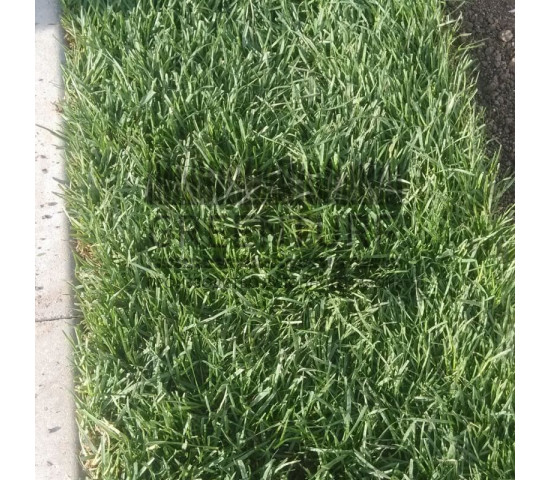 Укладка рулонного газона, д. Михеево - фото - 2