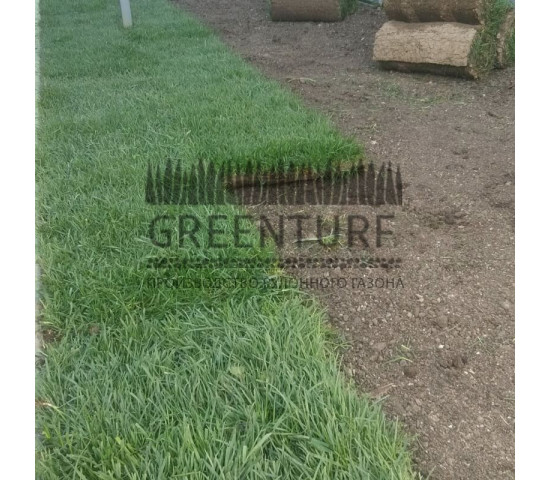 Укладка рулонного газона, д. Михеево - фото - 3