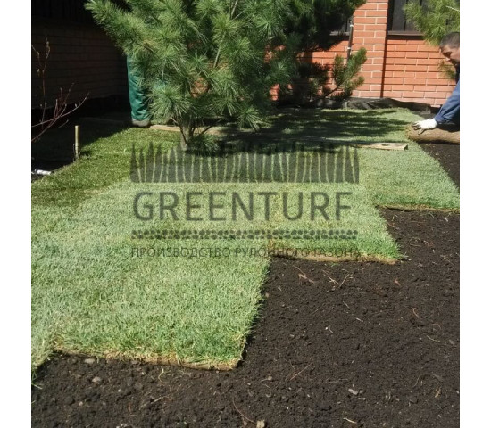 Укладка рулонного газона в деревне Крекшино - фото - 5