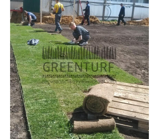 Озеленение придомовой территории - фото - 2