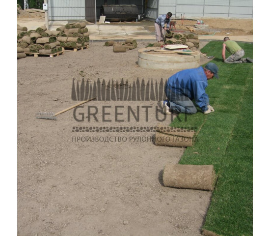 Озеленение крупного кролиководческого комплекса - фото - 1