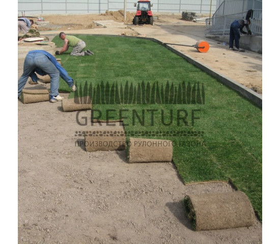 Озеленение крупного кролиководческого комплекса - фото - 2